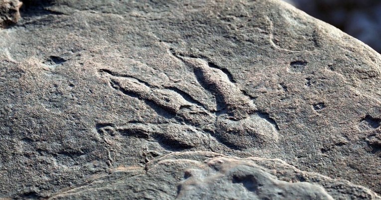 U Walesu pronađeni tragovi pretka dinosaura stari više od 200 miliona godina