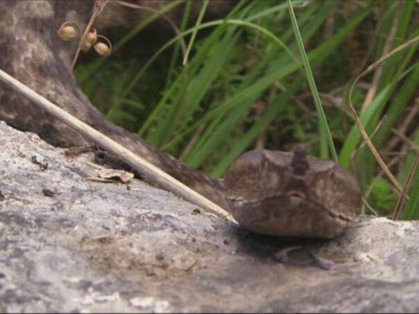 U Zadru se pojavile najopasnije evropske zmije otrovnice, pronašla ih djeca