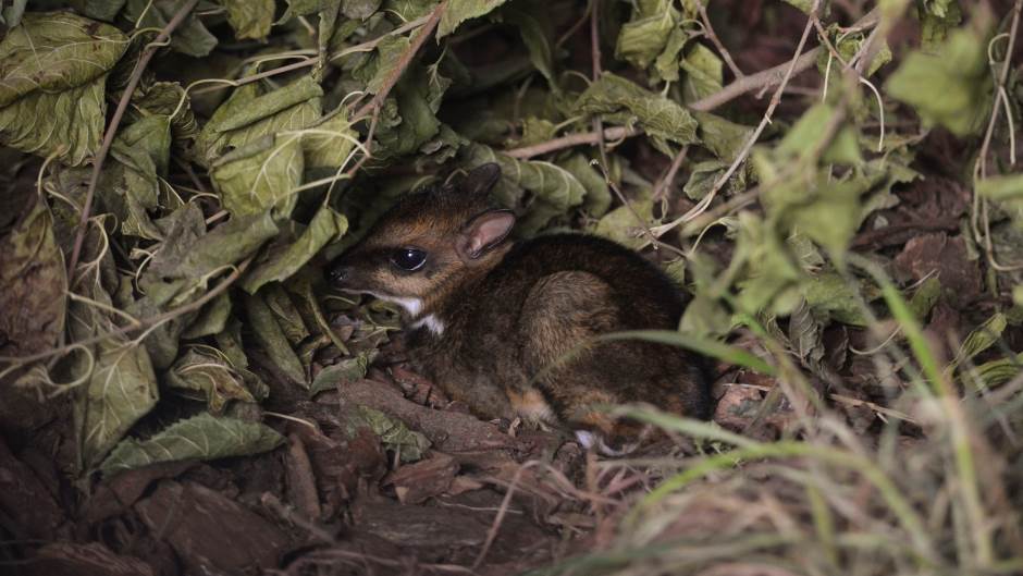 U zoo vrtu rođen rijedak primjerak mužjaka filipinskog mišolikog jelena