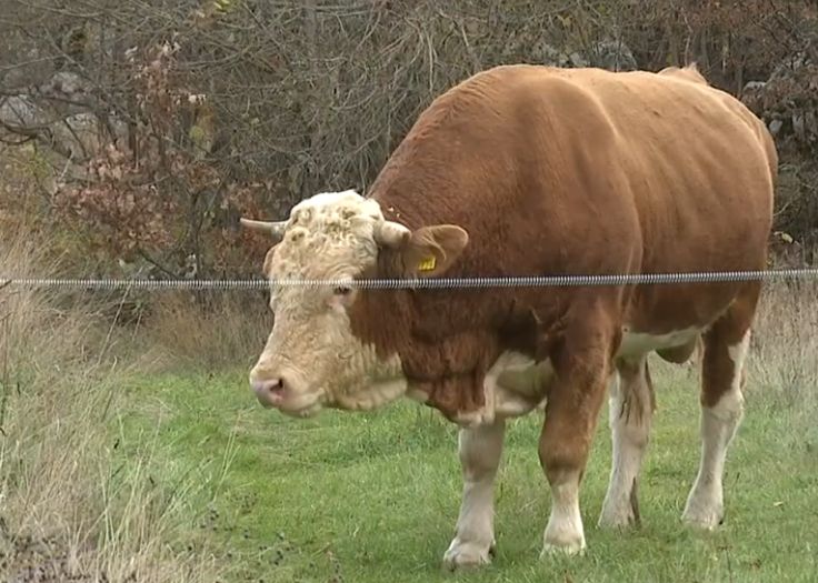 Ubijen bik Miško koji je pravio probleme po selu u Hrvatskoj
