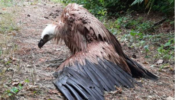 Ubijen bjeloglavi sup na području šume u blizini Hadžića