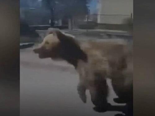 Ubijen smeđi medvjed koji je u Slovačkoj povrijedio pet ljudi