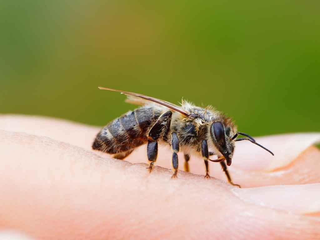 Ubod pčele može izazvati psihotične epizode