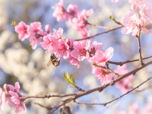 Stiže proljeće: Meteorolozi objavili prognozu do kraja maja