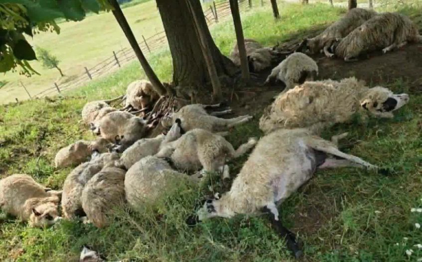 Udar groma u BiH usmrtio čitavo stado ovaca