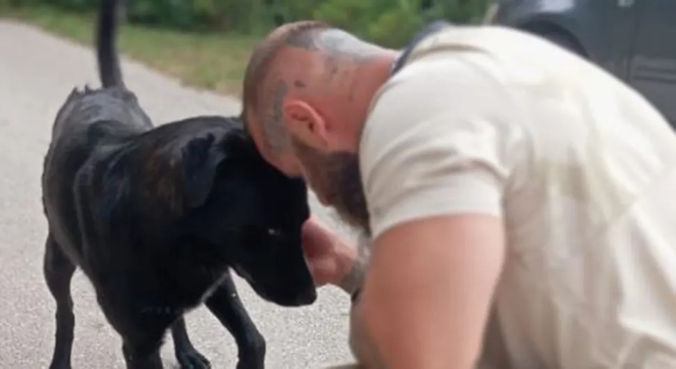 Udomljen pas Bleki kojeg je Livnjak brutalno pretukao
