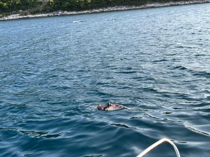 Uginuli delfin pronađen blizu Pelješkog mosta