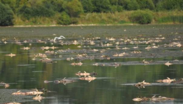 Uginulo pet tona ribe u prnjavorskom 'Ribnjaku'