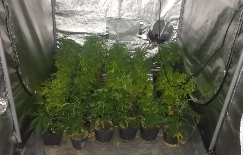 Uhapšen N. U., pronađena laboratorija za uzgoj i proizvodnju marihuane