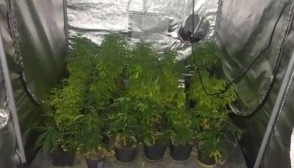 Uhapšen N. U., pronađena laboratorija za uzgoj i proizvodnju marihuane