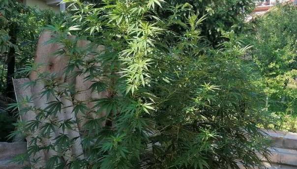 Uhapšen Sarajlija kod kojeg su u dvorištu kuće pronađene stabljike kanabisa