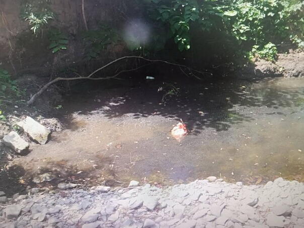 Uhapšen u Mionici zbog mučenja životinja: Ubio šest štenaca i snimke kačio na internet