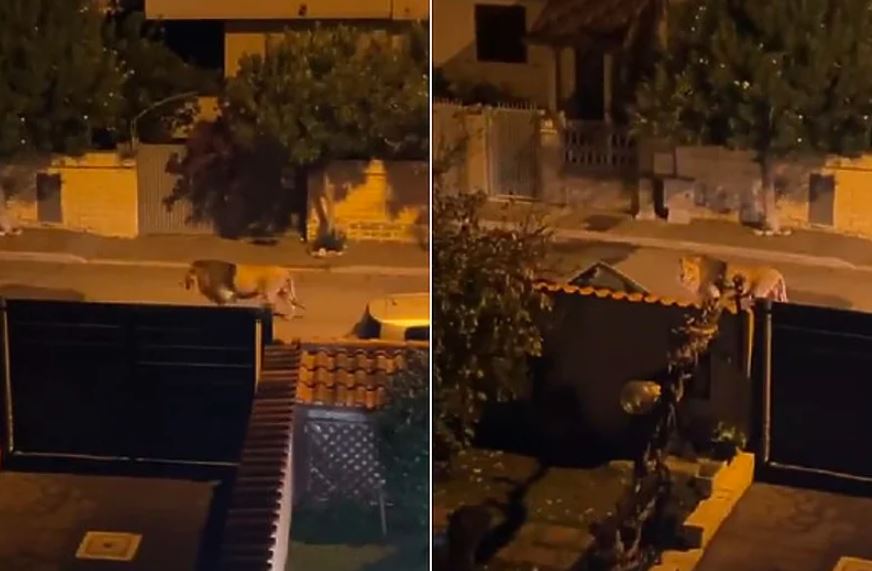 Uhvaćen lav koji je pobjegao iz cirkusa i lutao ulicama u blizini Rima 
