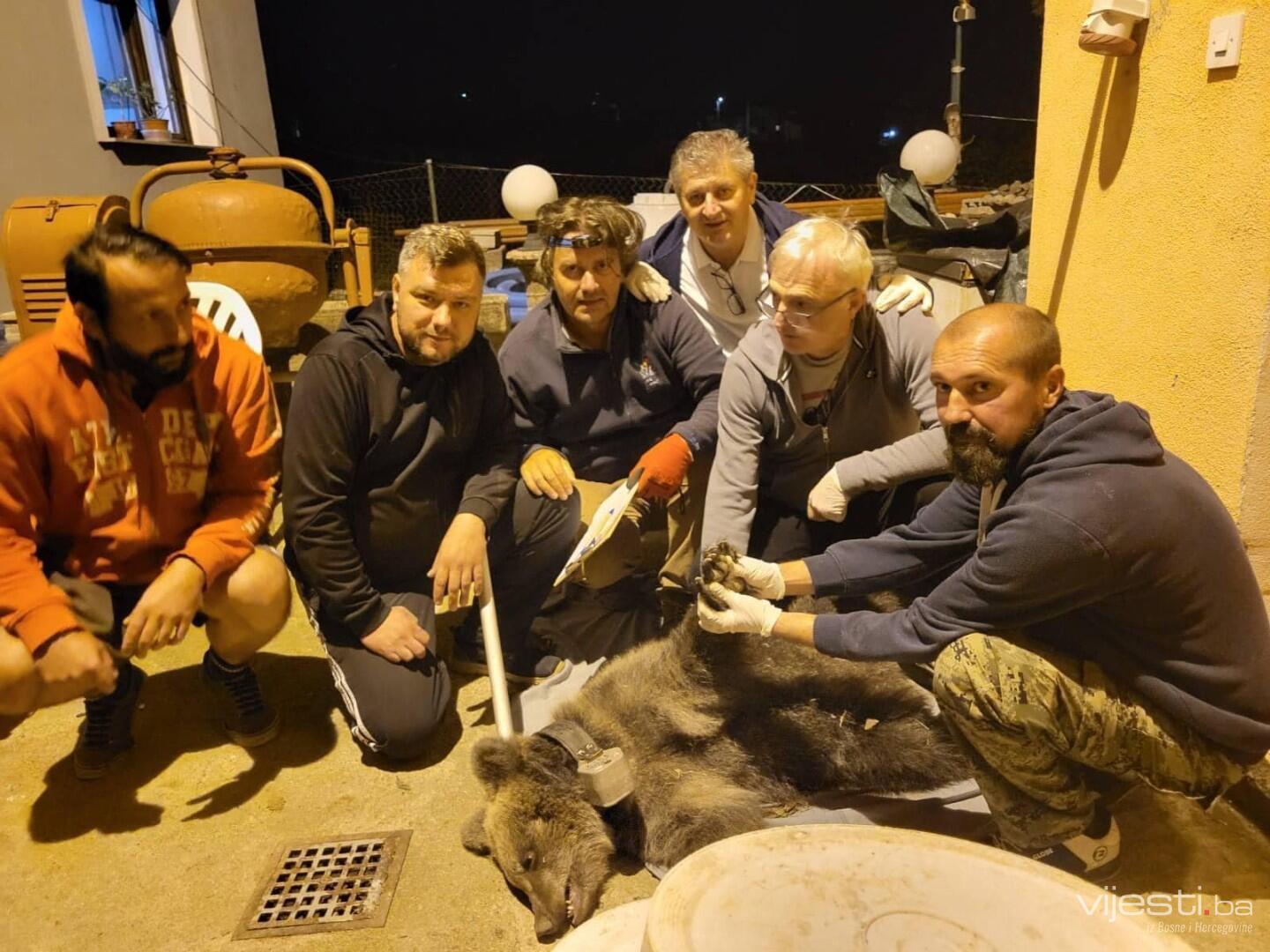 Uhvaćena mlada medvjedica koja je prišla ljudima, vraćena u šumu