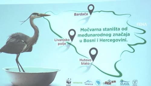 Ukazano na značaj bh. močvara za ptičije migratorne vrste
