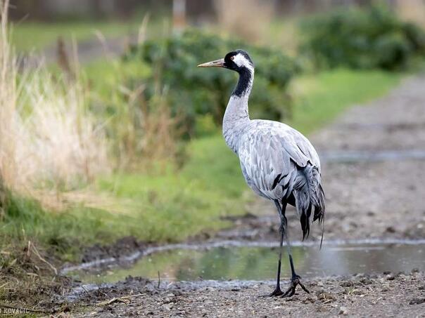 Uključite se u prikupljanje podataka o pticama BiH