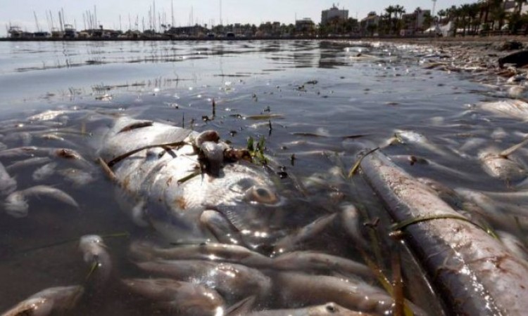 Uklonjeno pet tona mrtve ribe i rakova na obali Mar Menor lagune u Španiji