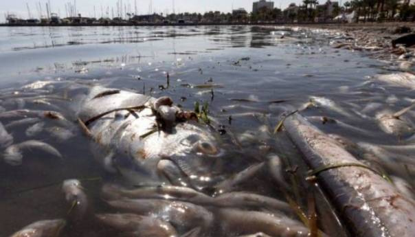 Uklonjeno pet tona mrtve ribe i rakova na obali Mar Menor lagune u Španiji