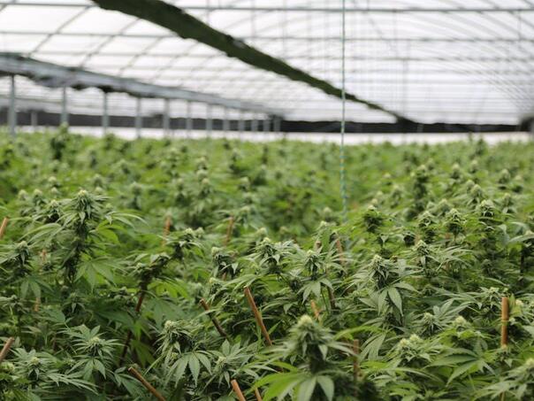 Ukrajina legalizirala upotrebu kanabisa u medicinske svrhe