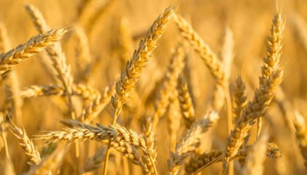 Ukrajina uvela izvozne dozvole za pšenicu i kukuruz, obustavila izvoz mesa