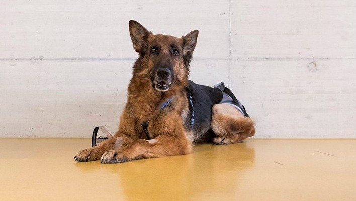 Ukrajinske vlasti prodaju pse ljudi koji ne mogu platiti dugove, ovčar košta 44 eura