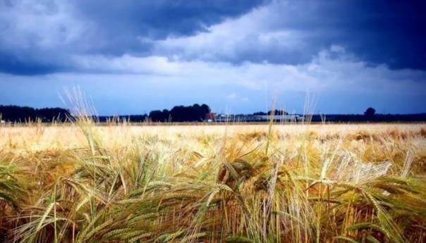 UN najavio nastavak pregovora za produženje sporazuma o izvozu žitarica