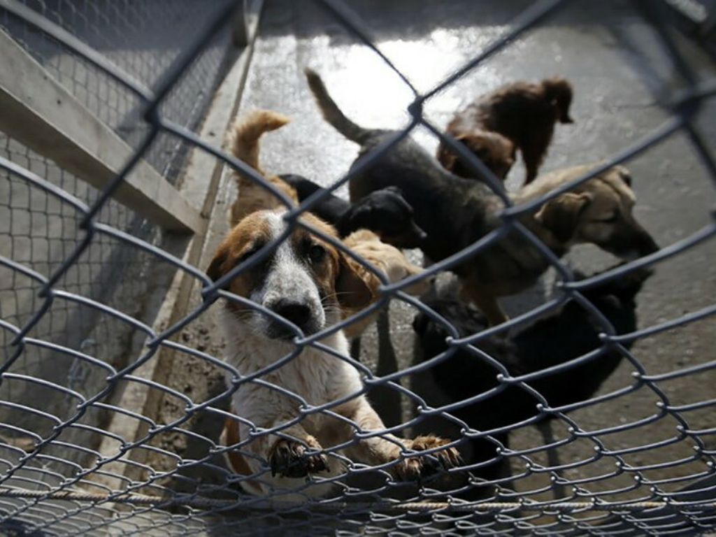 Unosan biznis: BiH u Njemačku izvozi hiljade pasa