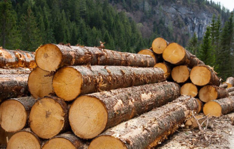 UPFBiH traži od VMBiH hitno donošenje odluke o zabrani izvoza trupaca