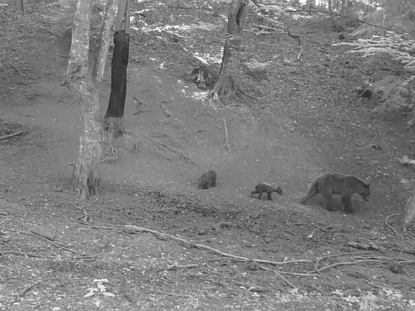 Upozorenje u Srebreniku: Kamere zabilježile medvjedicu i mladunčad