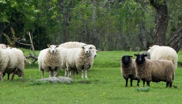 Uputstvo uprave za vjerske poslove u vezi s nabavkom i žrtvovanjem kurbana