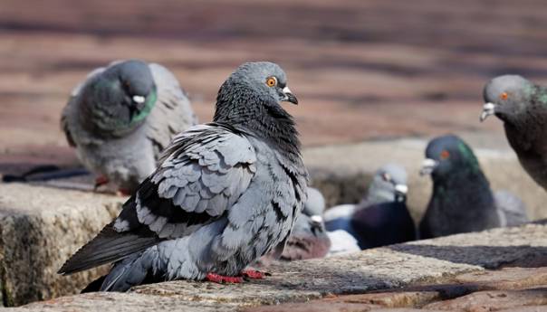 Ured ombudsmana za zaštitu životinja u Beču apeluje: Ne hranite golubove!