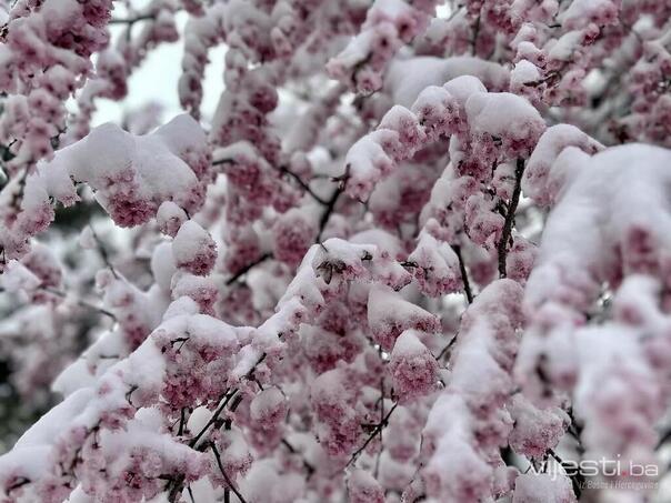Uskoro udara prvo džemre: Vraća se život u prirodu