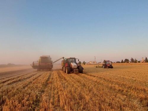 Uspješna žetva i izazovi suše: Medžlis Bijeljina nastavlja razvoj vakufskog poljoprivrednog dobra