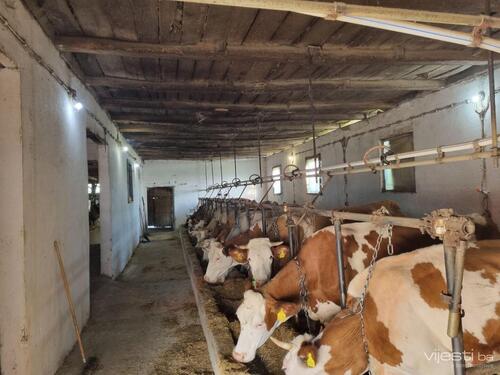 Uvoz mlijeka u BiH skoro duplo veći od izvoza: Evo koji faktori ometaju domaću proizvodnju!