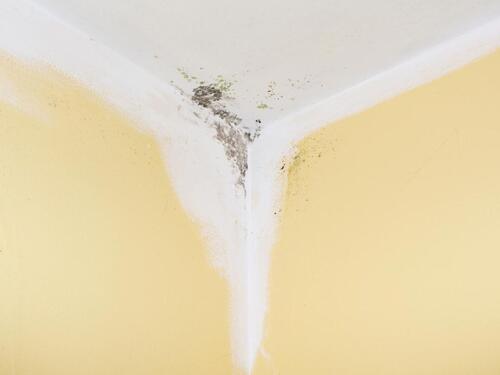 Uz ovaj sastojak mrlje na zidovima nestaju za par minuta