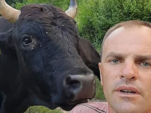 Užas u BiH: Bik rogovima usmrtio muškarca
