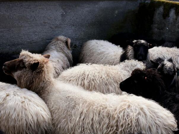 Užas u Sandžaku: Psi lutalice usmrtili 15 ovaca