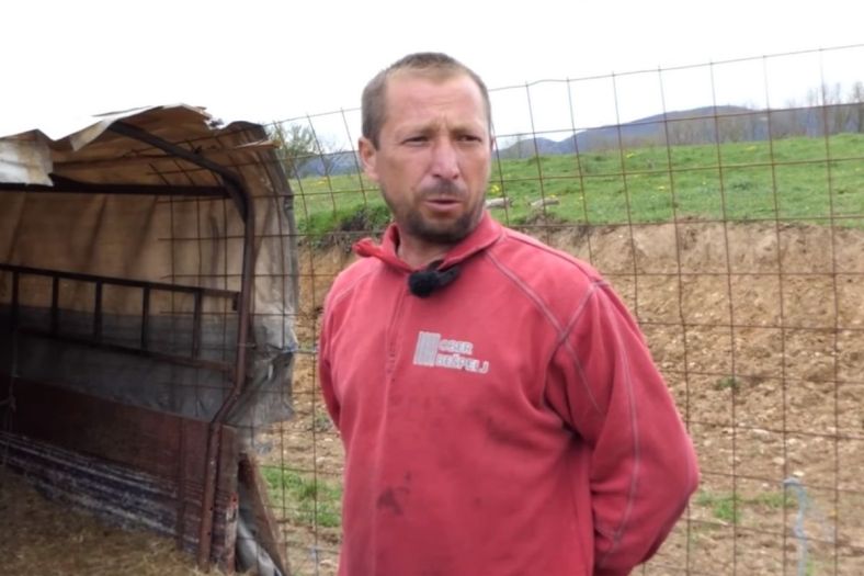 Užas u selu u BiH: Medvjed napravio pokolj u stadu ovaca
