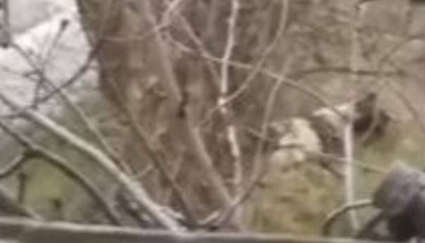 Užasavajuće scene: U Mostaru žena na smrt isprebijala psa