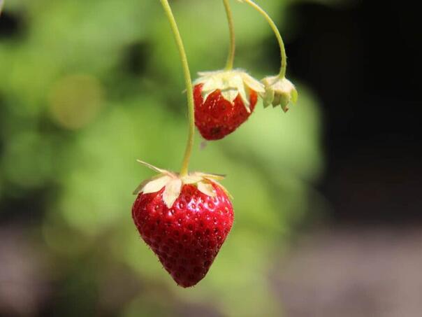Uzgajate jagode kod kuće? Ova greška može uništiti okus plodova