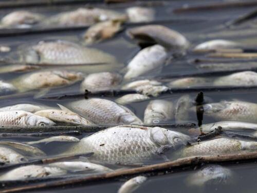 Vanredno u Volosu: Nekoliko tona uginule ribe na površini mora!