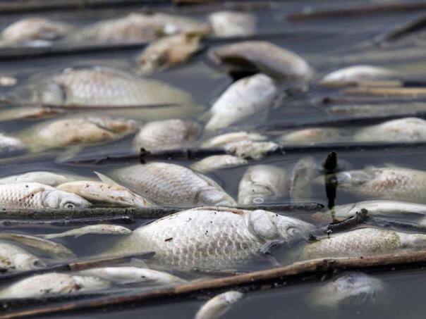 Vanredno u Volosu: Nekoliko tona uginule ribe na površini mora!