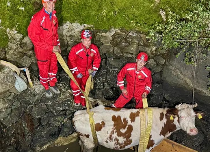Vatrogasci u Makarskoj izvukli kravu iz bunara