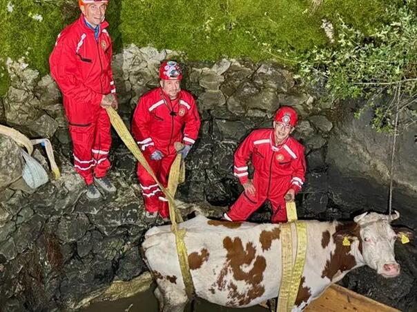 Vatrogasci u Makarskoj izvukli kravu iz bunara