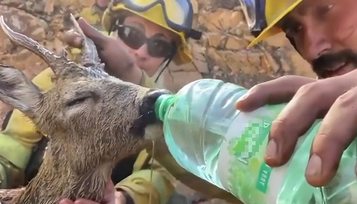 Vatrogasci usred vatrene stihije naišli na žednog srndaća i dali mu vode