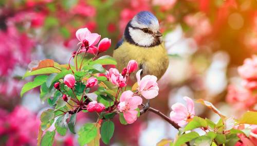 Večeras nam je stiglo proljeće