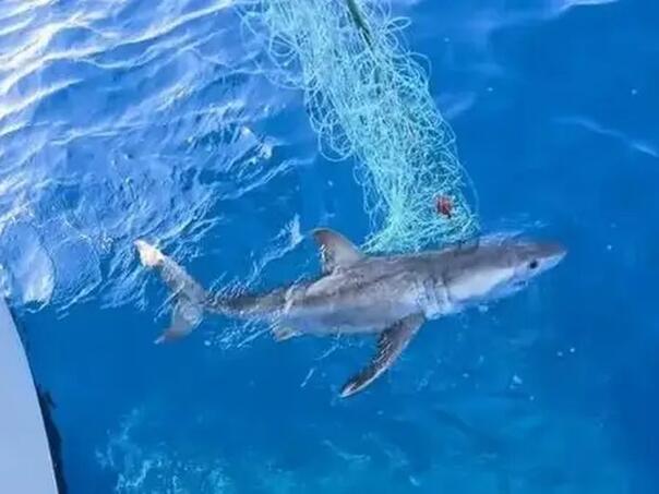 Velika bijela psina hara Jadranom, stručnjak: 'Dolaze zbog hrane'