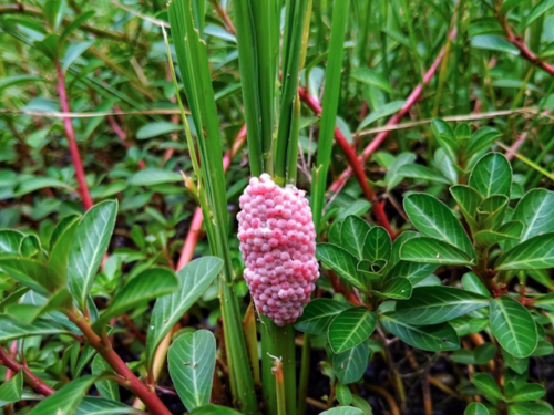 Velika opasnost: Budite oprezni ako primijetite ružičaste kuglice u vrtu