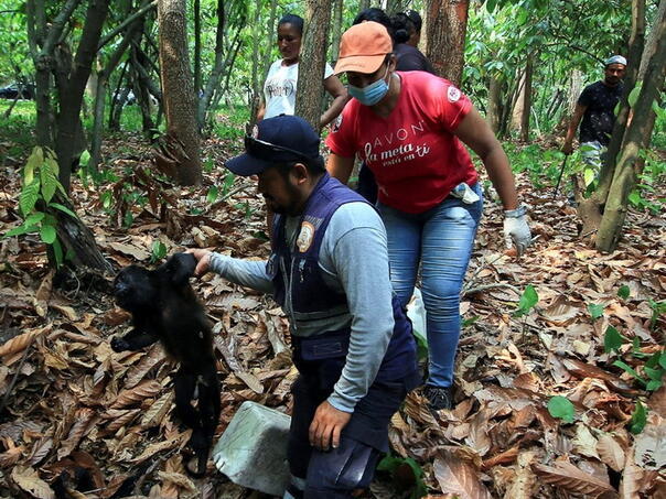 Velike vrućine u Meksiku, mrtvi majmuni padaju sa drveća