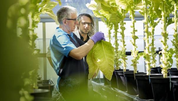 Veliki napredak na putu ka budućnosti bez duhanskog dima